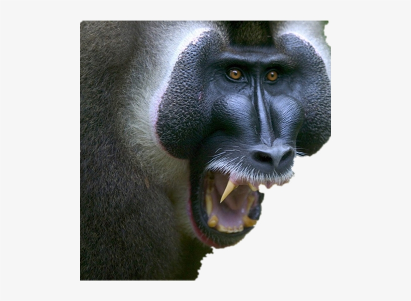 Nigeria Animals, transparent png