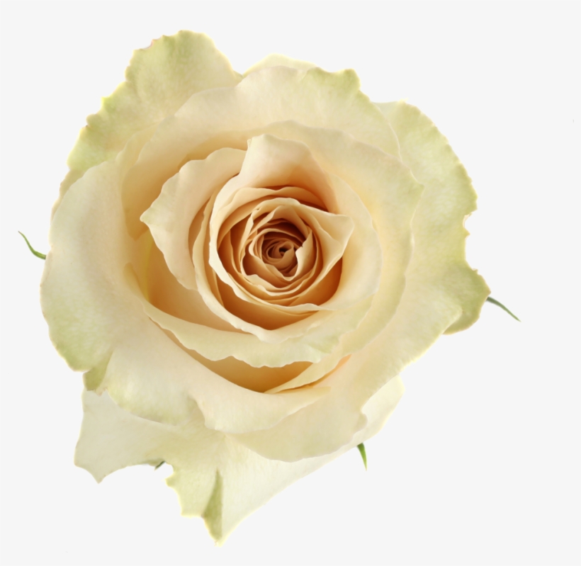 Available Stem Size - Floribunda, transparent png