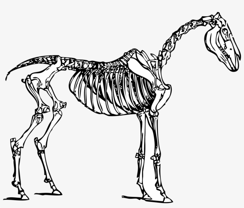Skeliton Clipart Border - Horse Skeleton Clipart, transparent png