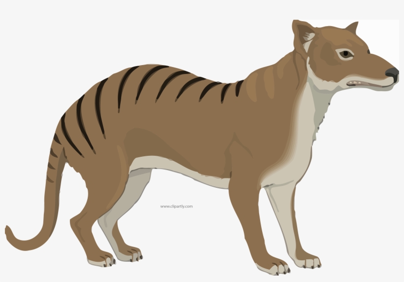 Thylacine Animal Clipart Png Image Download - Thylacine Clipart, transparent png