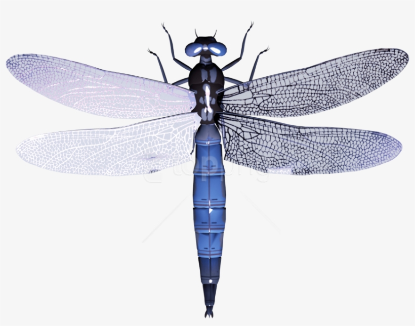Free Png Download Dragonfly Clipart Png Photo Png Images - Стрекоза Клипарт, transparent png
