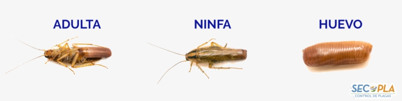 Al Final Entran En Su Etapa Adulta - Webbing Clothes Moth, transparent png