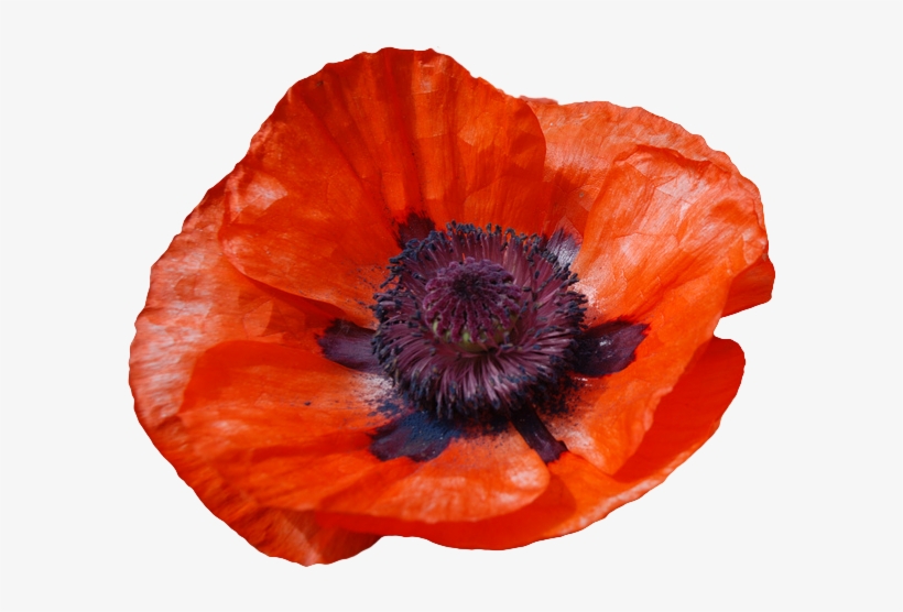 Flowers X - Oriental Poppy, transparent png