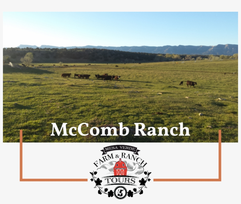 Mmcombe - Grassland, transparent png