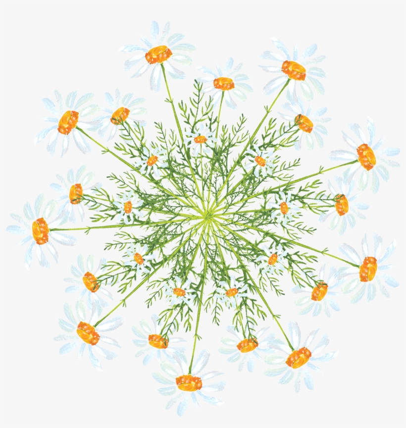 Simple Creative Watercolor Flower Decoration Png And - Marguerite Daisy, transparent png