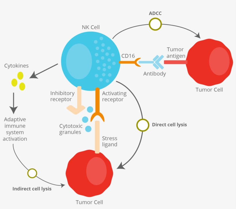 03 Jan 2019 - Diagram, transparent png