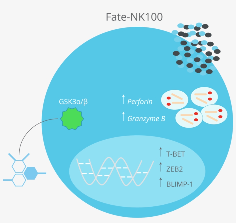 16k Nk 100 03 Jan 2019 - Circle, transparent png