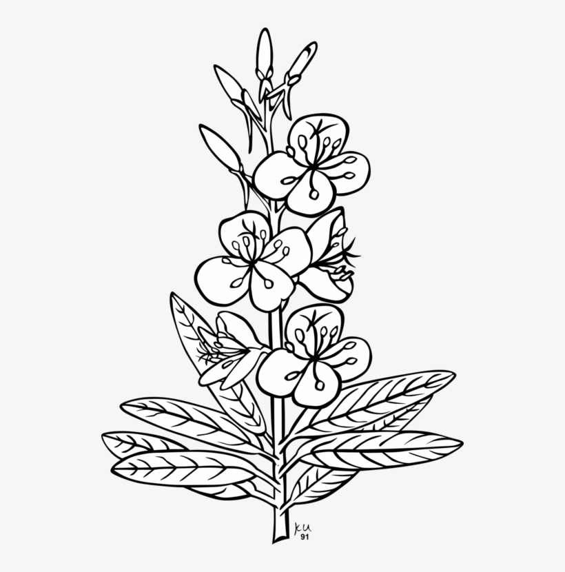 526 X 750 3 - Outline Picture Of Herb, transparent png