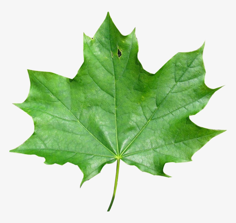 Export As - Maple Leaf, transparent png