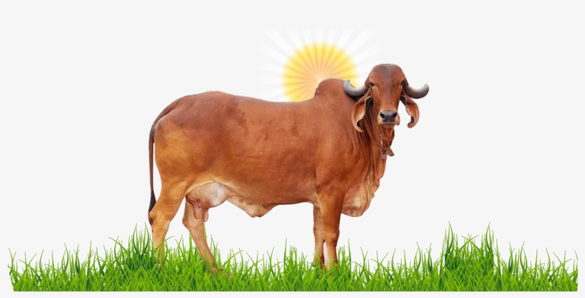 Gir Cow Surya Ketu Nadi - Gir Cow, transparent png