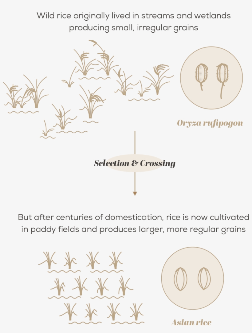 Sometimes It's Not So Easy, But Plant Breeders Have - Wild Crop Relatives, transparent png