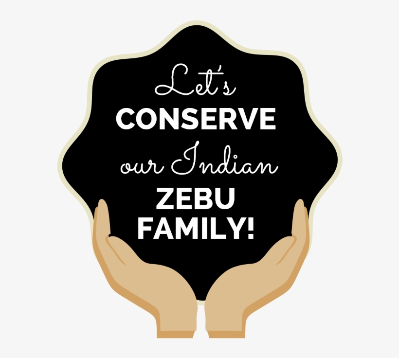 Zebu-family - Illustration, transparent png