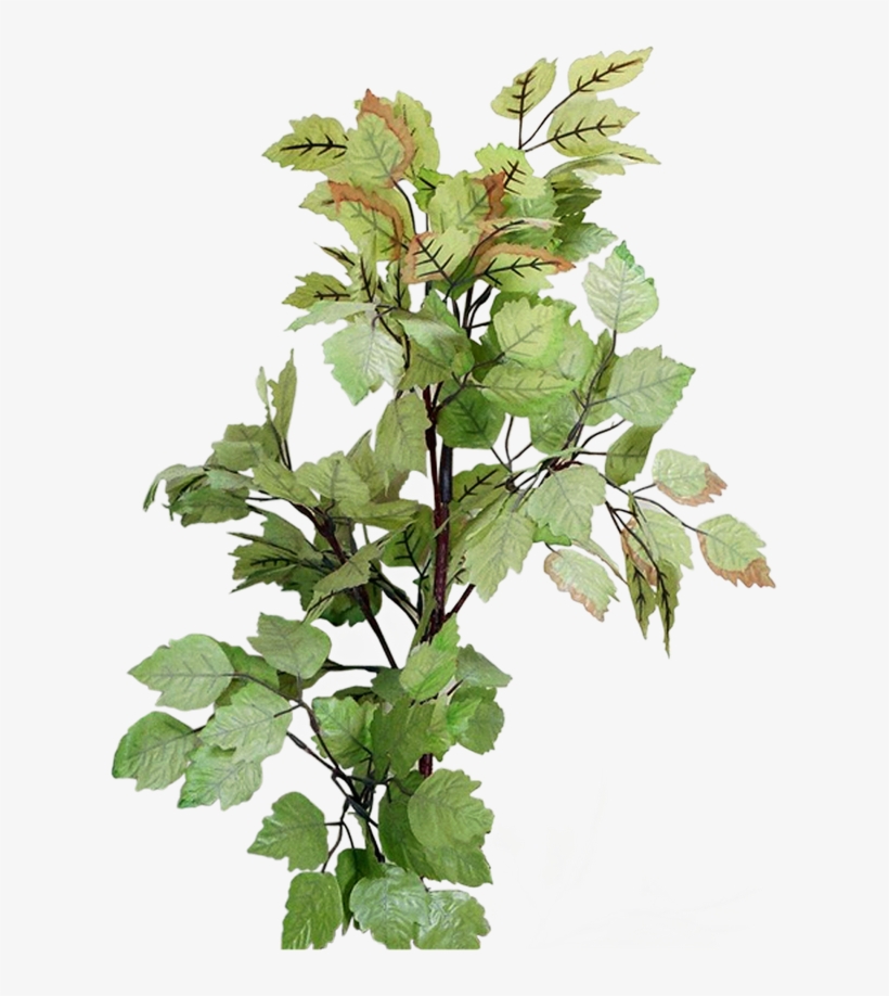 Photoshop Frames Wallpapers Designs - Houseplant, transparent png