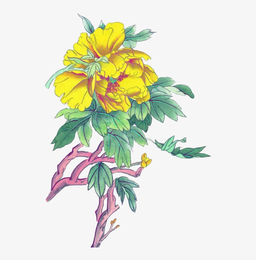 黄色牡丹 - Moutan Peony, transparent png