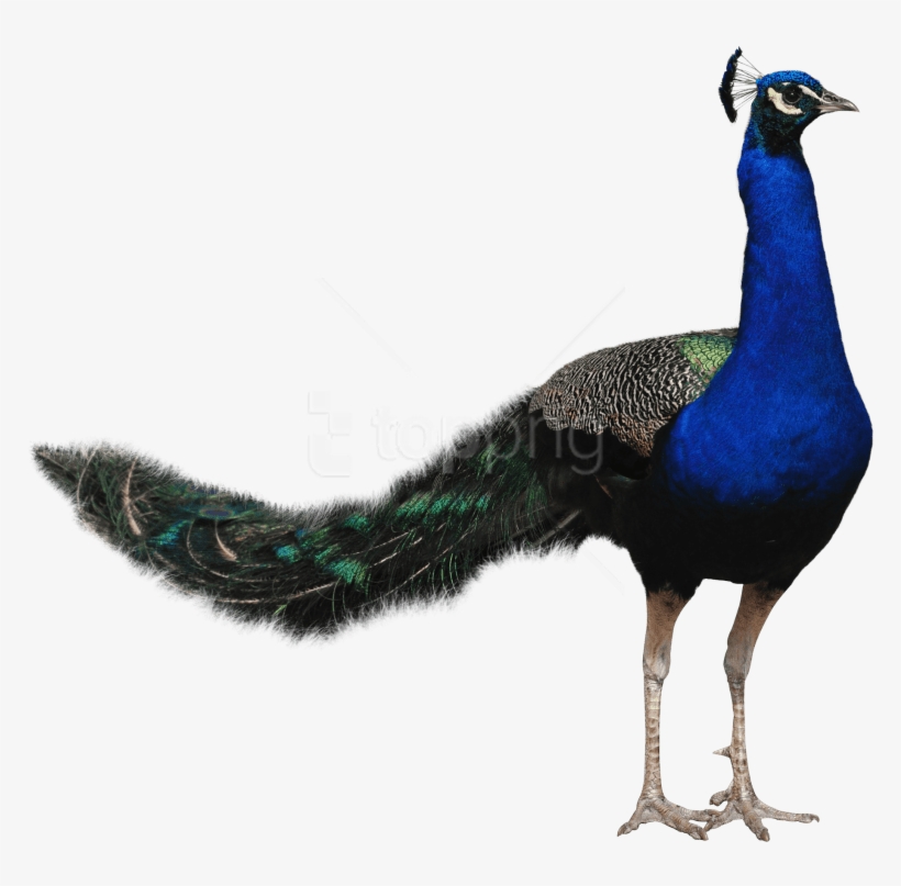 Free Png Download Peacock Png Images Background Png - Bird Png Hd Transparent, transparent png