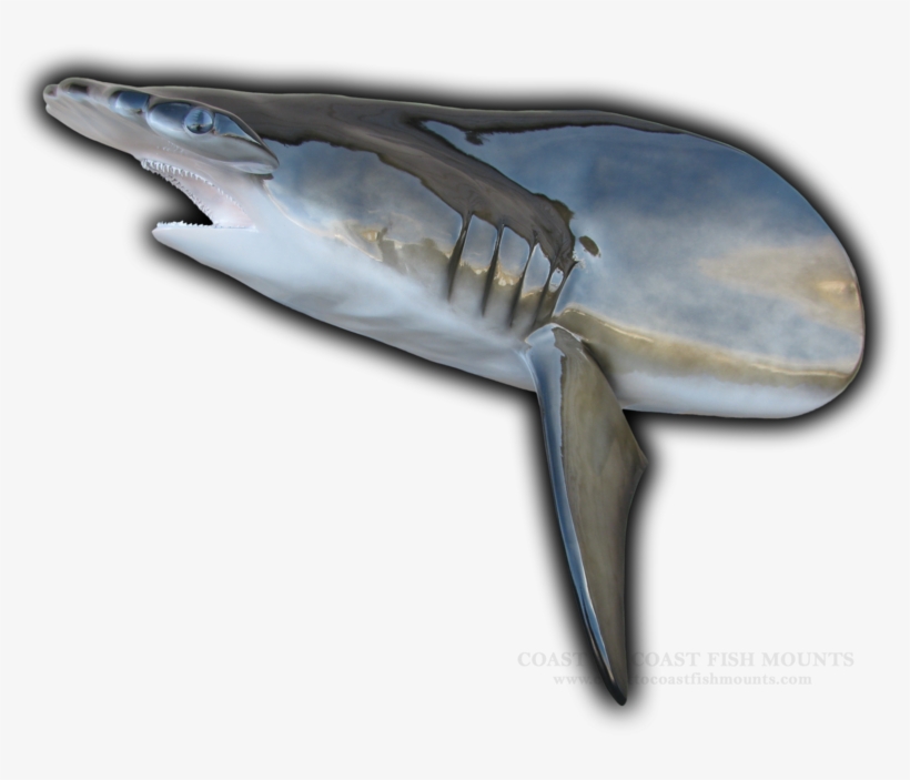 Hammerhead Shark Head Mount Cut From 118" Fish Replica - Hammerhead Shark Gills, transparent png