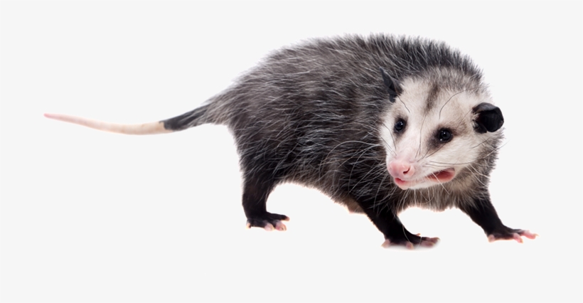 Possum Pictures With White Background, transparent png