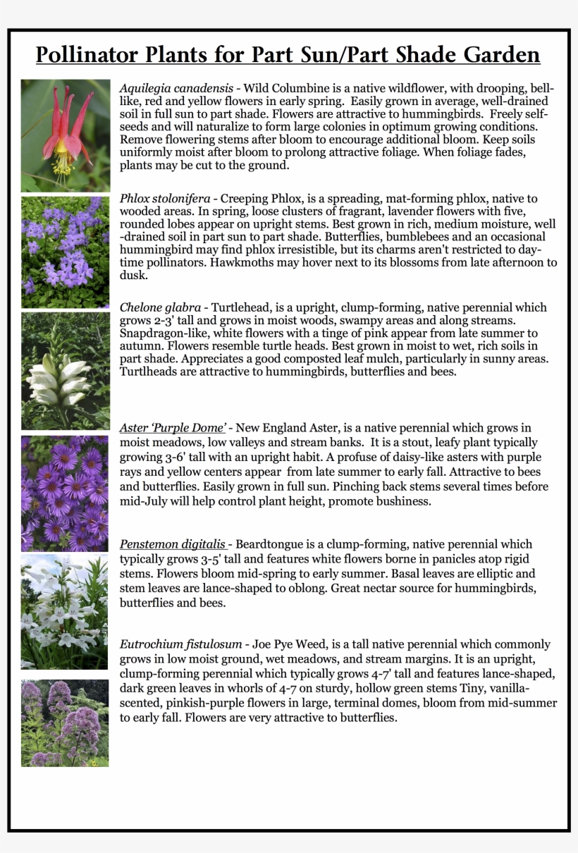 Pollinator - Flowers Great Plains Early Summer, transparent png