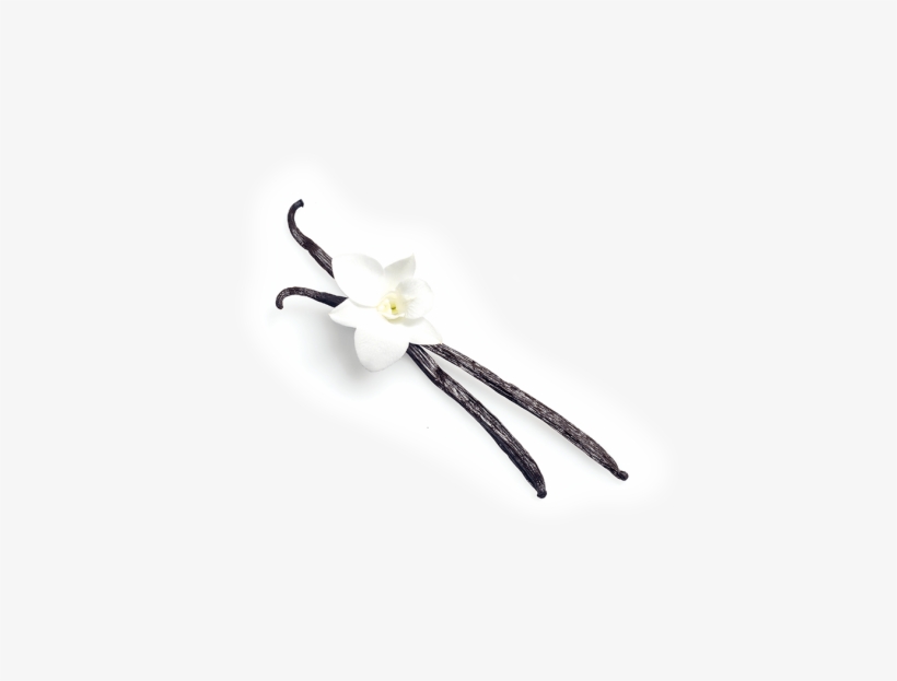 Madagascar Vanilla - Hymenocallis, transparent png