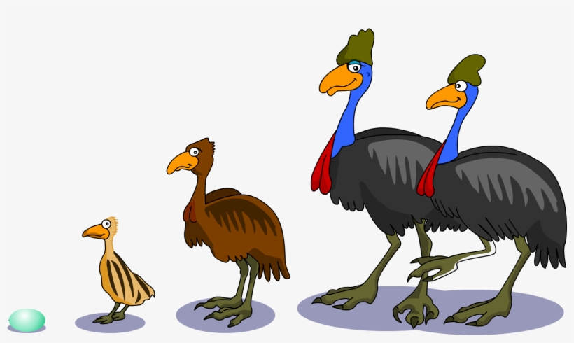 Cartoon Animals Black And White Pictures - Southern Cassowary Life Cycle Of A Cassowary, transparent png