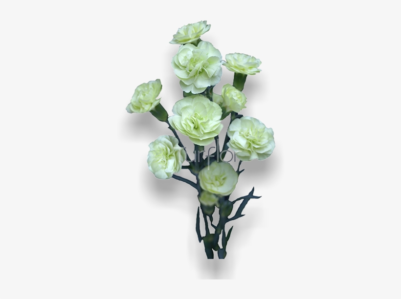 Brocoli - Garden Roses, transparent png