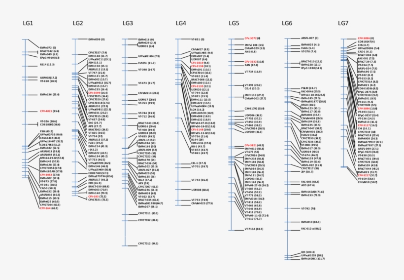 Mapa De Ligamiento De Fresa Diploide Tras La Localización - Calligraphy, transparent png