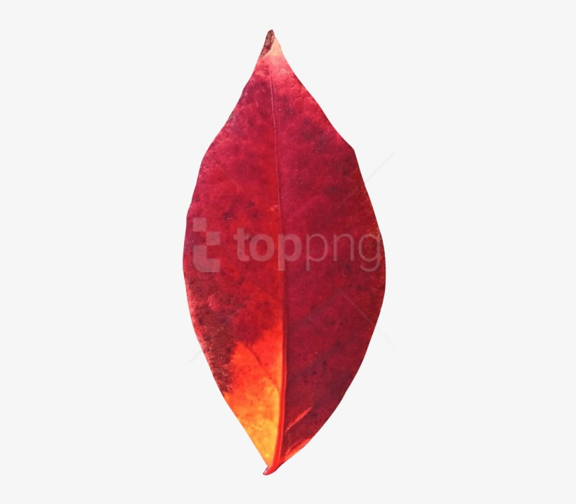 Free Png Download Autumn Leaf Png Images Background - Earrings, transparent png