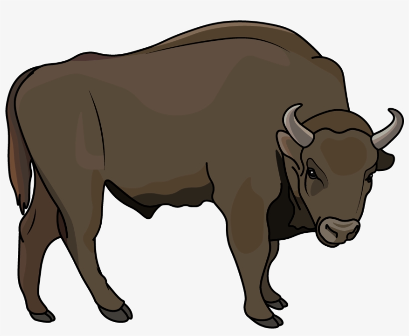 How To Draw A Bison, Animals, Zoo, Easy Step By Step - Bull, transparent png