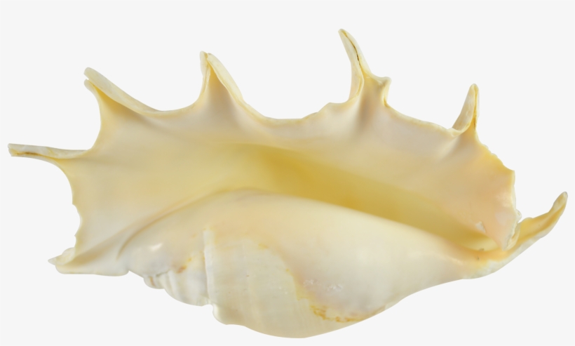 Spider Conch Decorative Shell - Shell, transparent png