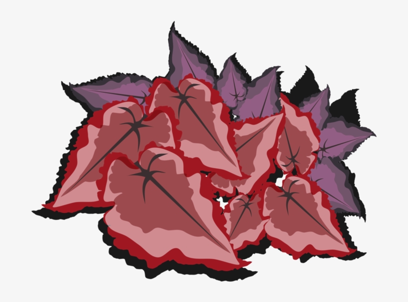 Begonia Maple Leaf Line Art - Illustration, transparent png
