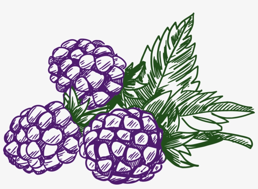 Raspberry Blueberry Dewberry White Blackberry - Blackberry Clipart Black And White, transparent png