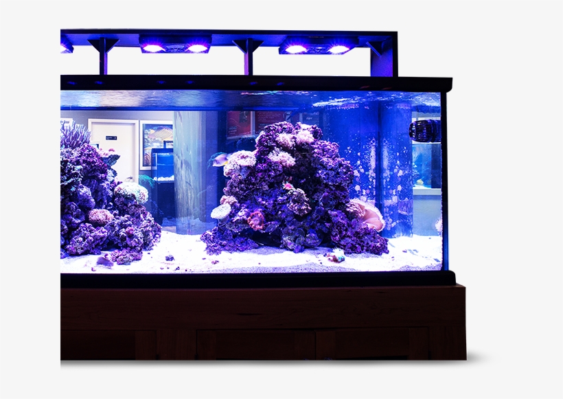 Layer - Aquarium Lighting, transparent png