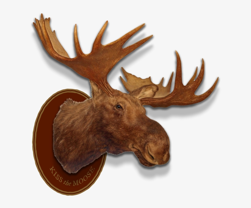 Left Header Flourish Right Header Flourish Moose Head - Angry Moose, transparent png