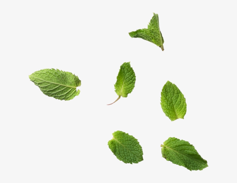 Mint Leaves - Mint Leaf Png, transparent png
