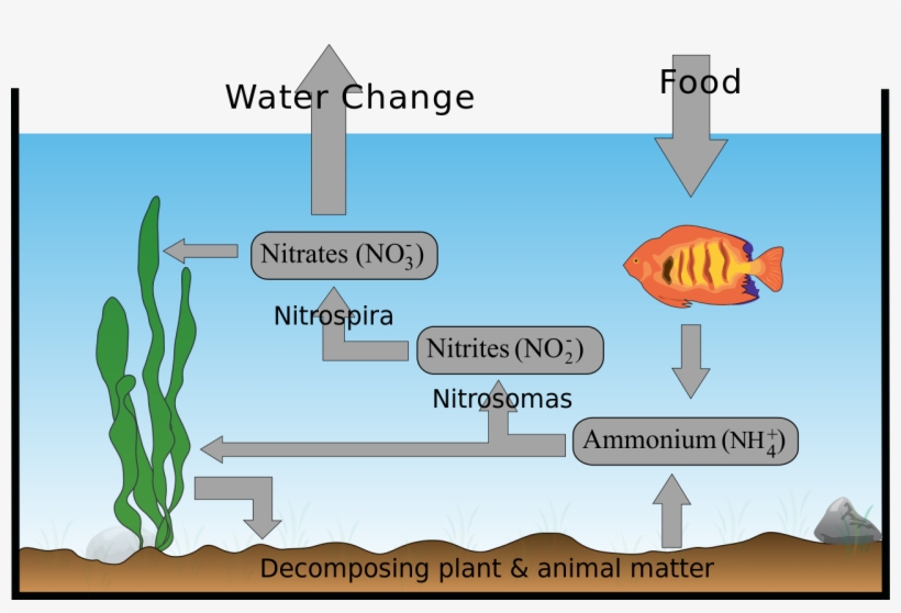 Aquarium Nitrogen Cyclezp - Nitrogen Cycle In An Aquarium, transparent png