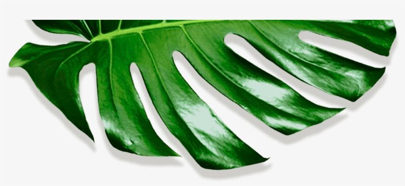 Movadex Design Agency Green Monstera Leaf Decoration - Okra, transparent png