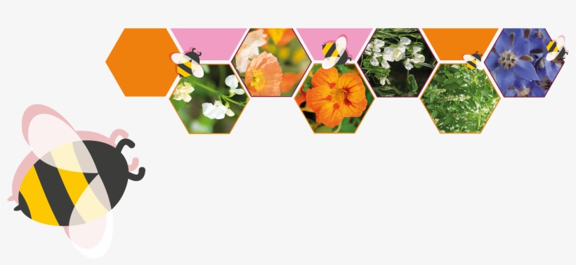 A Mix Of Carefully Selected Herbs, Edible Flowers And - Illustration, transparent png
