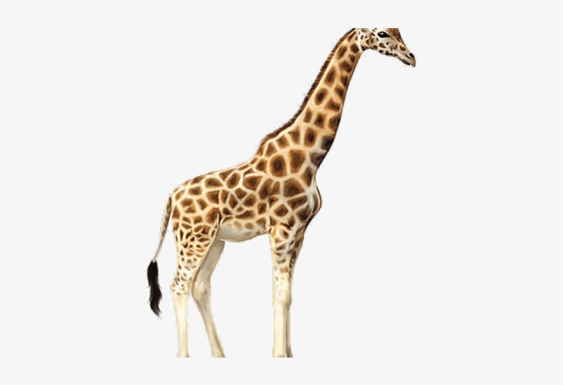 Giraffe Clipart Clear Background - Giraffe Jpg, transparent png