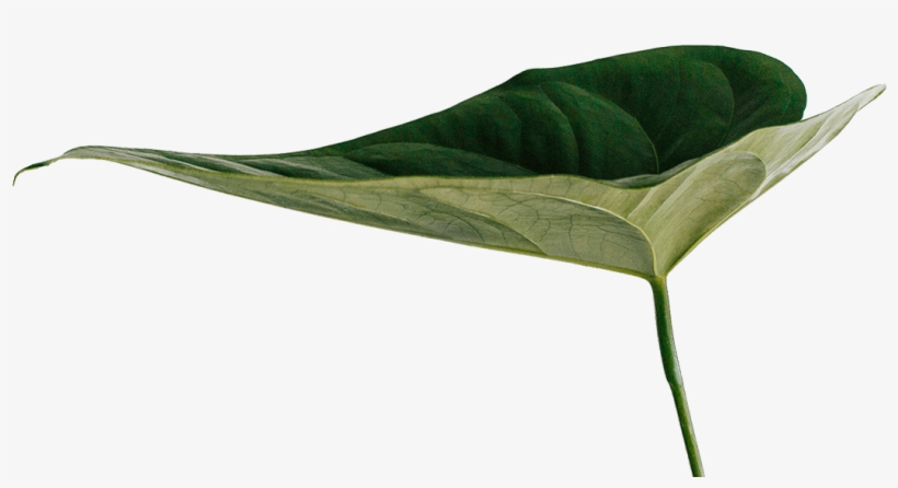 Facial Elixir Mist - Macro Photography, transparent png