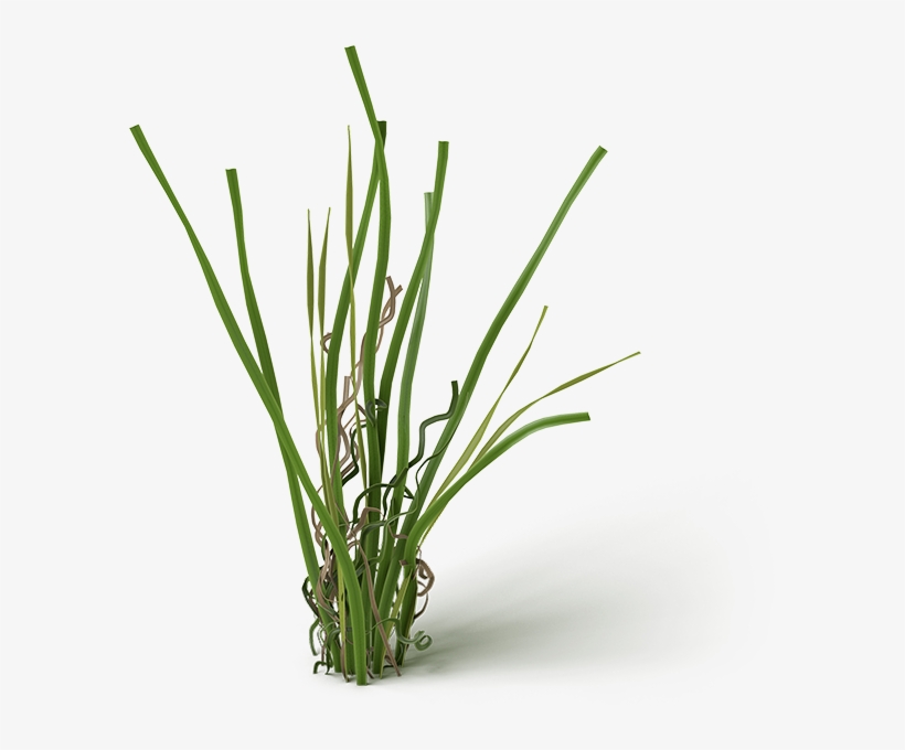 Carson Cluster - Grass, transparent png