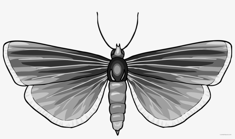 Grayscale Butterfly Animal Free Black White Clipart - Butterfly, transparent png