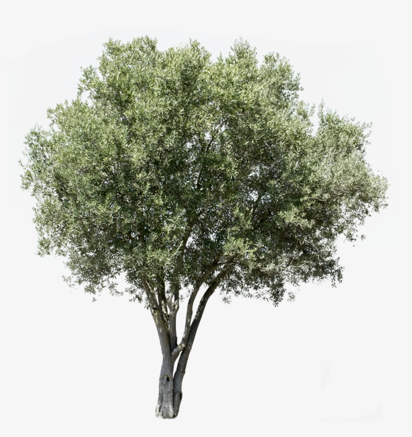 Olea Europaea V - Olive Tree Cut Out, transparent png