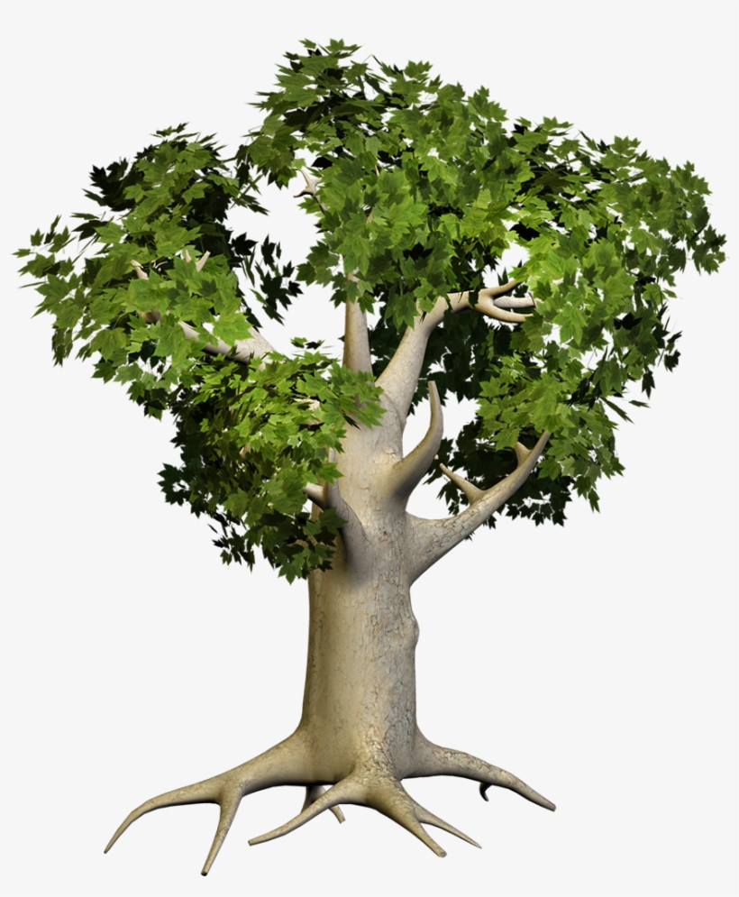 Big Tree Png, transparent png