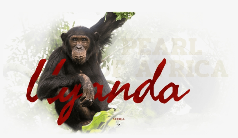 Uganda - Common Chimpanzee, transparent png