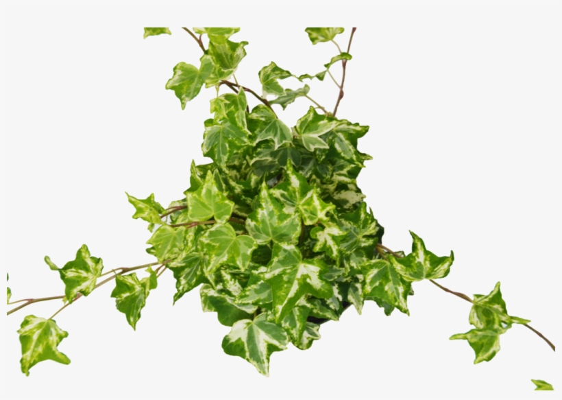 English Ivy 'kolibre' - Holly, transparent png