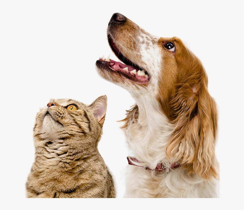 Dogs - Odkurzacz Dla Zwierząt, transparent png