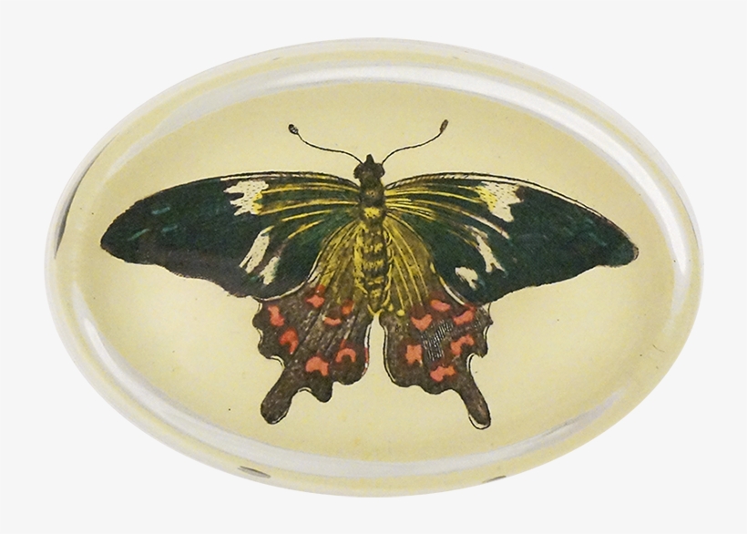 Papilio Machaon, transparent png
