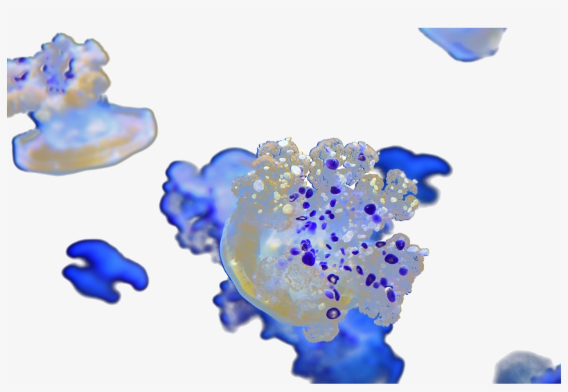 An Altered Photo Of Mediterranean Jellyfish, Monterey - Macro Photography, transparent png