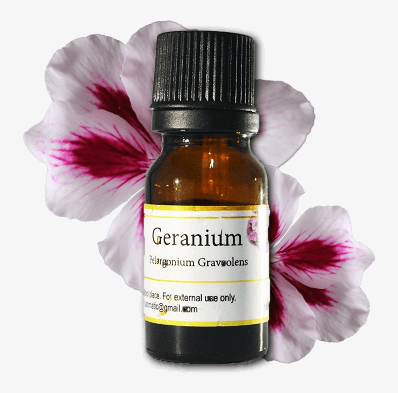 Geranium - Flowers White & Pink Png, transparent png