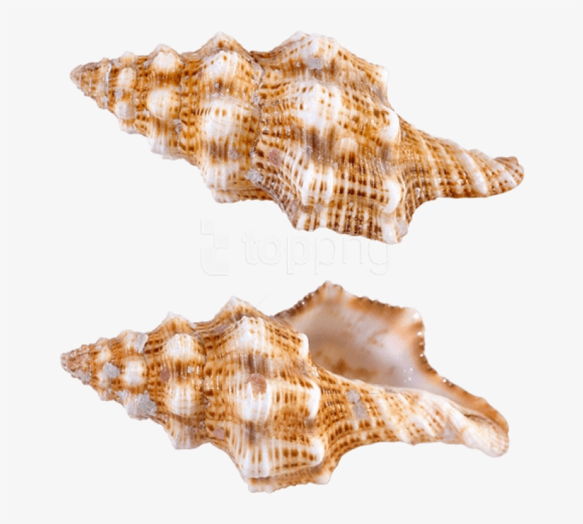 Free Png Download Transparent Sea Snail Shells Clipart - Sea Snail Png, transparent png